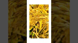 Rice The golden rice farming short ytshortsindia [upl. by Einhorn954]