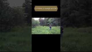 2001 Sasquatch Sighting PEI Canada shorts short bigfoot shortvideo shortsfeed cryptids [upl. by Rita]