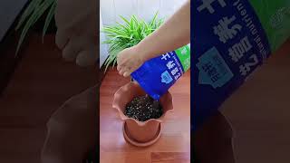 How to growing flowers in pot so easy plants flower garden flower diy [upl. by Ahsaten196]