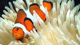 Sebae Anemone Hosting Clownfish [upl. by Rolf938]