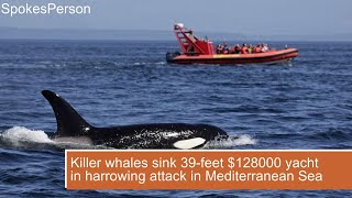 Killer whales sink 39 feet 128000 yacht in harrowing attack in Mediterranean Sea [upl. by Naujit]