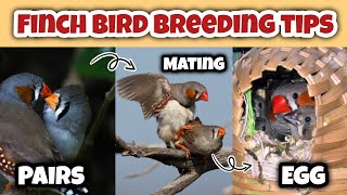 Zebra Finch breeding tips  Finches Bird breeding tips  Finch breeding season [upl. by Heriberto52]