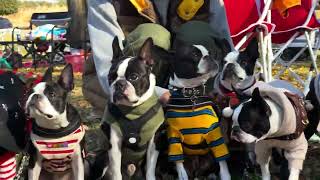 Boston terrier festival 2023 4k60H [upl. by Richers]