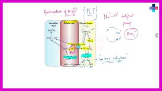 Acidification of urine ll Free Physiology Chapterwise lectures ll [upl. by Akimad]