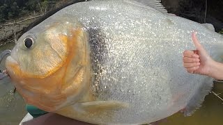 BIGGEST PIRANHA In the World  Amazon River Monsters [upl. by Arlene906]