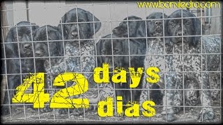 CACHORROS de BRACO ALEMAN con 42 DIAS  DEUTSCH KURZHAAR GSP PUPPIES 42 DAYS [upl. by Bevvy]