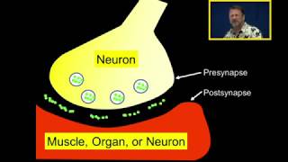 Neurotransmission Introduction [upl. by Abihsat]