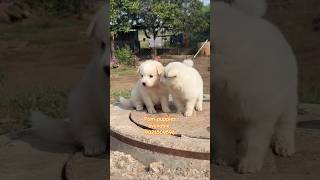 Pomeranian puppies for sale in solapur pune Pandharpur ✨️ 🔥 😍 pomeranian puppy pets shorts [upl. by Douglas]