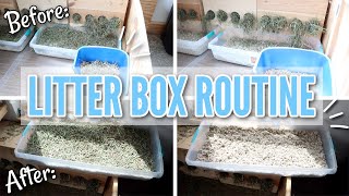 Rabbit Litter Box Setup and Cleaning Routine [upl. by Etteluap]