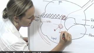 How Does a Rumen Work [upl. by Audwen]