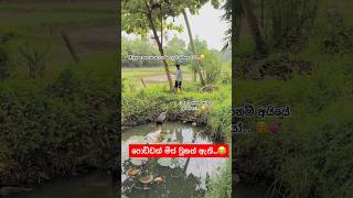 තියෙන්නෙ වතුරනම් තැන වැඩක්ම නෑ 😂🤦‍♂️ viralvideo akita aki funny comedy dog subscribe fyp [upl. by Elokkin]