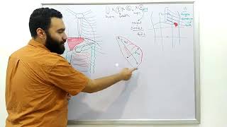 Anatomy of spleen د محمود علاء [upl. by Bonnes]