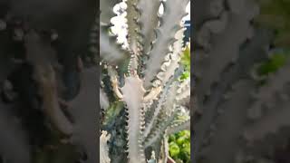 Euphorbia Lactea White Ghost succulent plant succulents plants cactus homegarden hack tips [upl. by Engis]