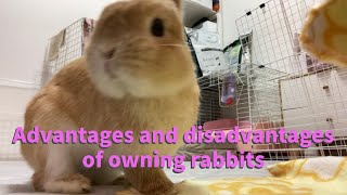 Advantages and disadvantages of owning rabbits [upl. by Huxham]