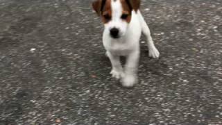 60 Day Jack Russell Terrier puppy [upl. by Epilif82]