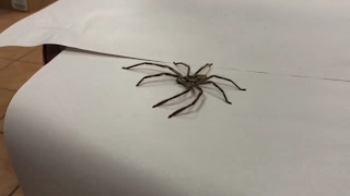 Meet Australias Biggest Huntsman Spider quotBehemothquot [upl. by Anastas]