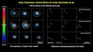 CHEETAH™ application  Dose response GPCR assay on HEK293 spheroids [upl. by Alika817]