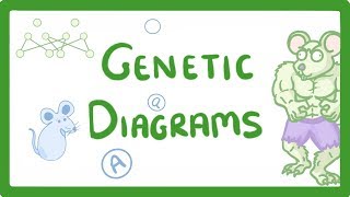 GCSE Biology  Genetic Diagrams 73 [upl. by Adniles504]