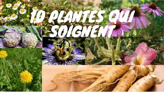 plantequiguérisse 10 plantes qui soignent [upl. by Ivad]