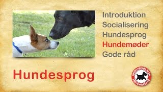 Hundesprog 4  Hundemøder [upl. by Hassadah]