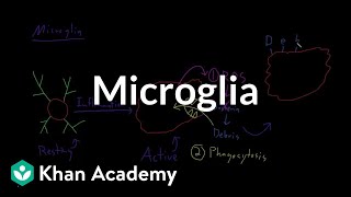 Microglia  Nervous system physiology  NCLEXRN  Khan Academy [upl. by Eltsyek810]