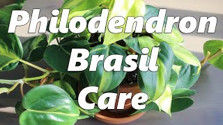 Philodendron Brasil Care [upl. by Joelle]