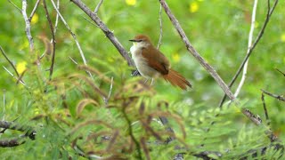 YellowChinned Spinetail Certhiaxis cinnamomeus cinnamomeus singing French Guiana [upl. by Tempest237]