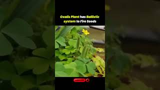 Oxalis Plants Incredible Ballistic Seed Dispersal Explained [upl. by Yrag768]