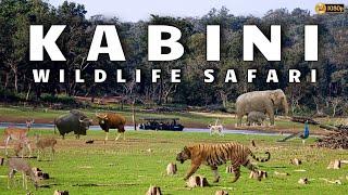 Kabini Safari  Jungle Lodges amp Resorts Safari  Nagarahole Tiger Reserve  Dammanakatte  HD Kote [upl. by Stanzel]