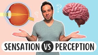 Sensation vs Perception Whats the Difference [upl. by Aicak]