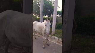 Horse Ride 🙉🙉 hobbledown Hounslow shorts viralshorts ytshorts fyp themepark amusementpark [upl. by Leuqer]