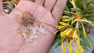 How to collect and save gazania seeds [upl. by Aiden]