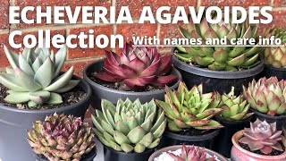 Our ECHEVERIA AGAVOIDES Collection With plant name care and guide [upl. by Nnayllas]