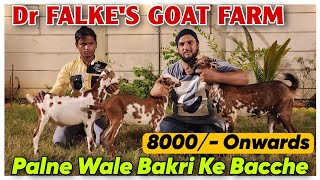 8000 Onwards Palne Wale Bakri Ke Bacche At DR FALKES GOAT FARM  Goat Farming In Padhga [upl. by Rolo]