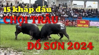 15 kháp đấu tại Lễ hội Chọi trâu Đồ Sơn 2024 [upl. by Patty]