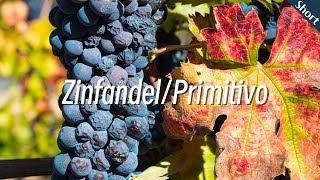 진판델  프리미티보 Zinfandel  Primitivo  와인 품종 이야기  와인 기초  와인공부 [upl. by Luella]