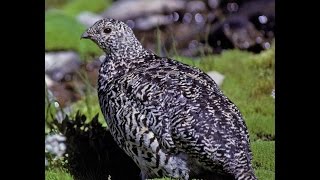 A whitetailed ptarmigan and her chicks Buffalo Mountain Colorado [upl. by Stella]