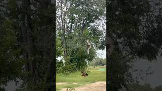 Hawk Eagle trying hunt a big hen on the ground 🦅shortvideo eagle subscribe shorts short like [upl. by Ainala]