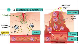 La réaction inflammatoire 🔥 [upl. by Acila]