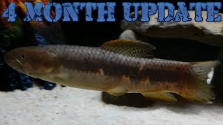 Red HiFin Wolf Fish 4 Month Update [upl. by Petula]