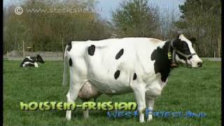 HolsteinFriesian dairy cattle in WestFriesland [upl. by Harac]