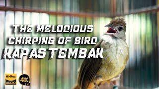 THE MELODIOUS CHIRPING OF BIRDS KAPAS TEMBAK [upl. by Mauri]