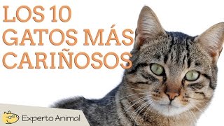 Los 10 gatos más cariñosos [upl. by Ssilem978]