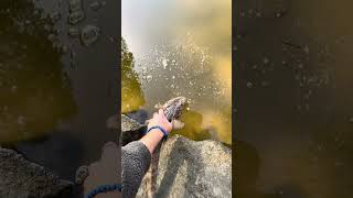 Releasing a Flathead fishing sydneyfishing flathead [upl. by Atiuqat]