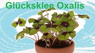 Glücksklee pflegen düngen gießen Standort vermehren Sauerklee Oxalis tetraphylla [upl. by Ramirolg]