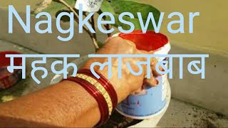 How to Grow ampCare NAGKESWAR  Mesue Ferrea Rare Flower [upl. by Newol]