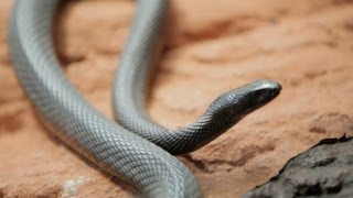 Why Do Venomous Animals Live In Warm Climates [upl. by Laurent441]