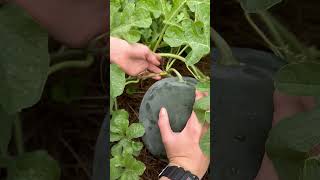 Easy method for how to tell when a watermelon is ready [upl. by Onibag]