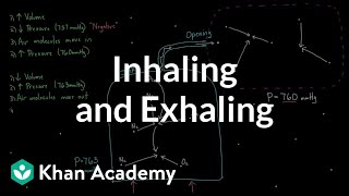 Inhaling and exhaling  Respiratory system physiology  NCLEXRN  Khan Academy [upl. by Srednas]