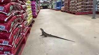 Water Dragon Running Wild Inside Bunnings Warehouse [upl. by Bellda]